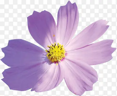 紫色唯美淡雅花朵植物母亲节
