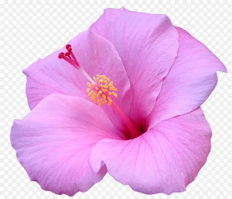 紫色的鲜花