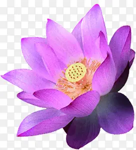 紫色荷花花朵七夕情人节
