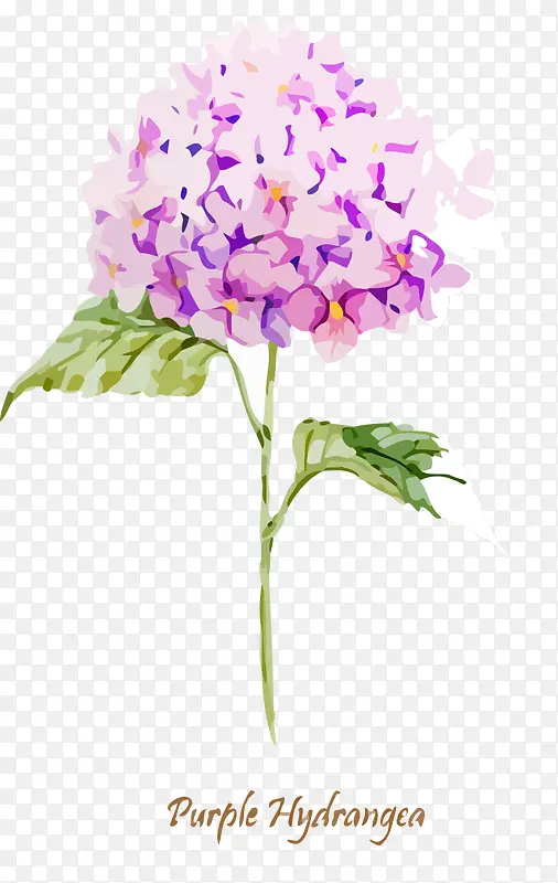 水彩绣球花矢量素材