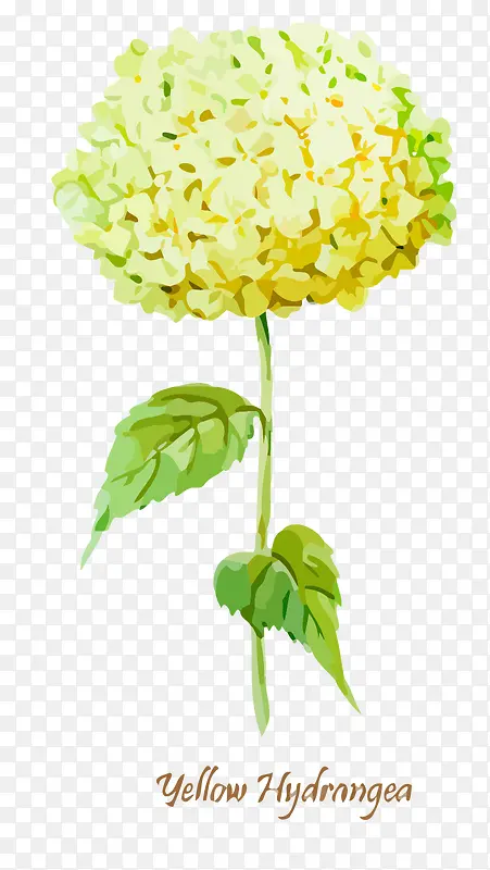 水彩绣球花矢量素材