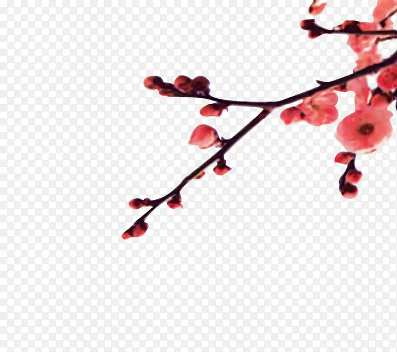 梅花枝PNG图片素材下载_图片编号10485301-PNG素材网