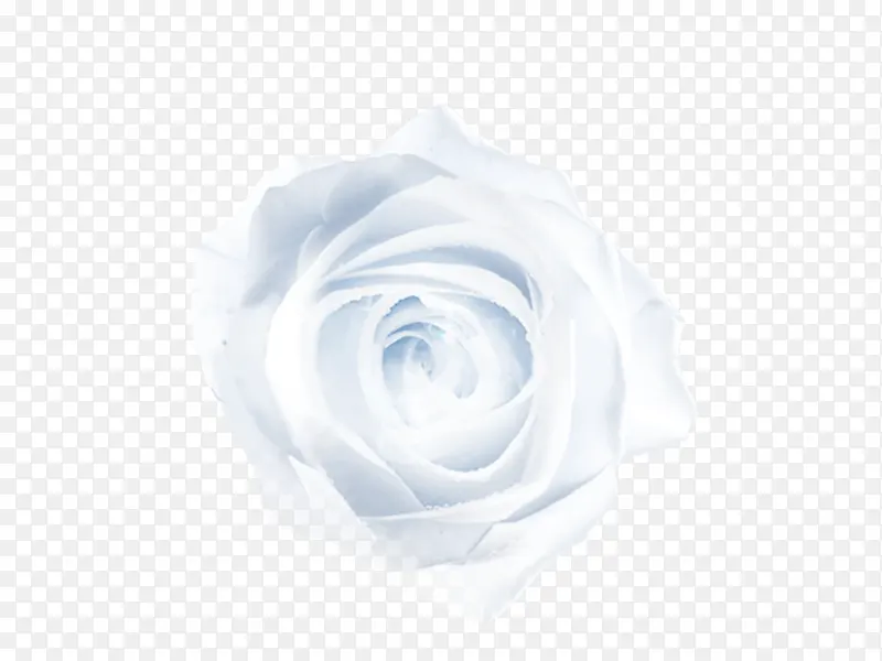 白色 手绘玫瑰花