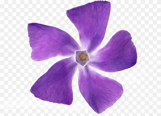 紫色的五瓣花