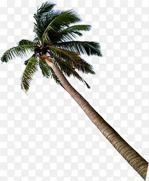 热带植物棕树