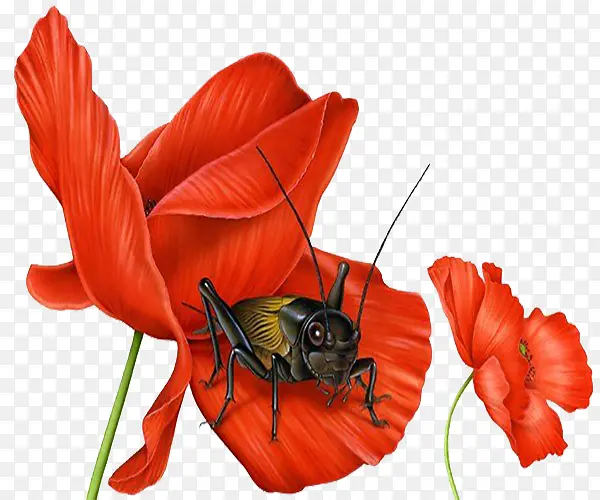 红色花朵蟋蟀插画