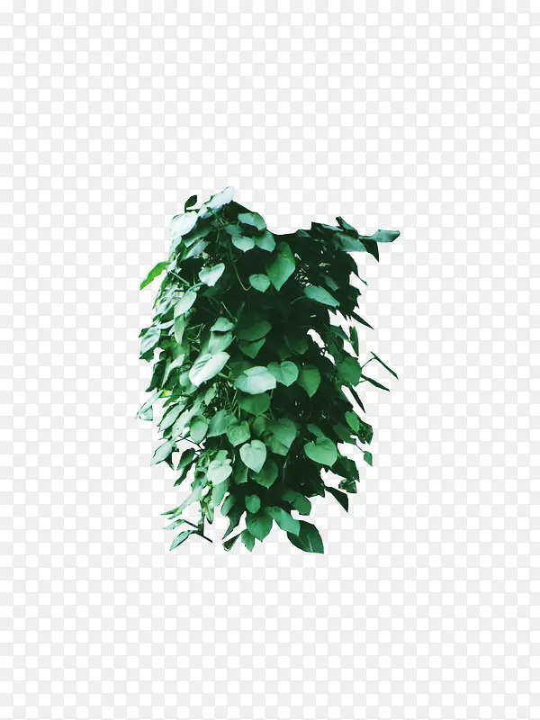 绿色植物PNG图片素材下载_图片编号10490453-PNG素材网