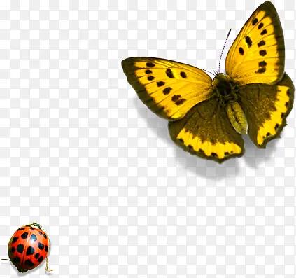 春季黄色蝴蝶昆虫