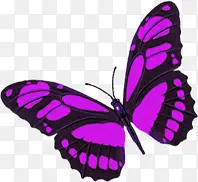 手绘紫色春季蝴蝶