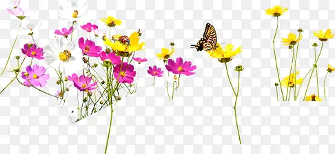 清新春季花朵蝴蝶