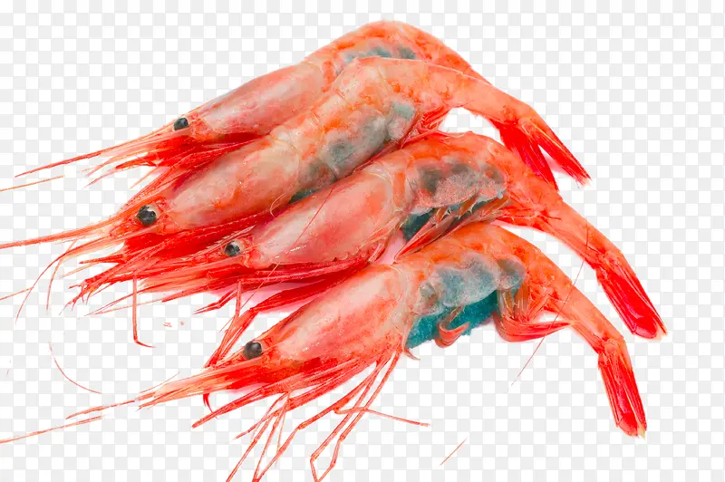 高清红色在基围虾
