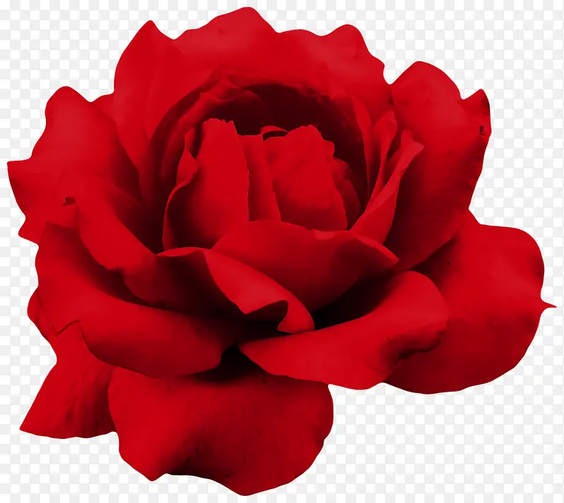大红色鲜红花朵元素