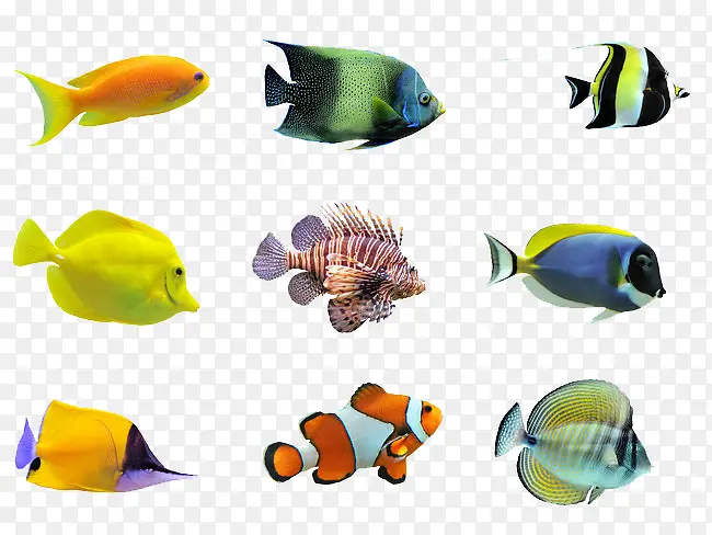 海底鱼类