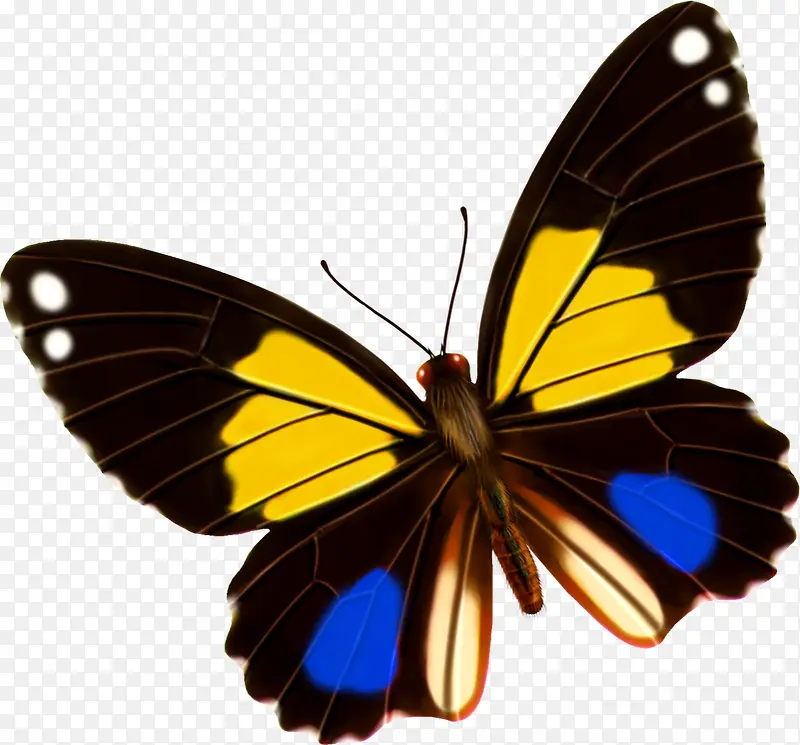 黄蓝色斑点手绘蝴蝶