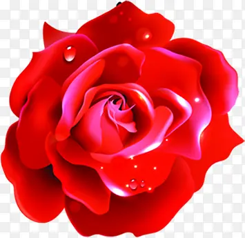 红色蜡质玫瑰七夕情人节