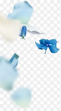 清新蓝色花朵装饰