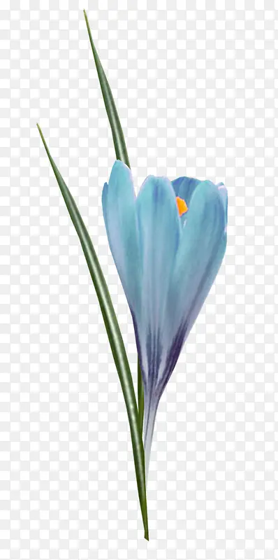 蓝色花朵花卉