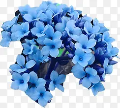 蓝色唯美花朵自然美景