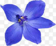 高清摄影蓝色花朵