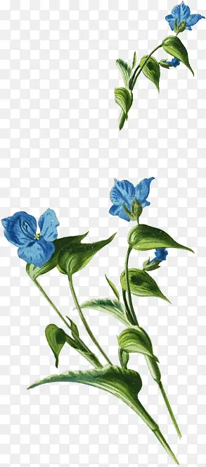 蓝色花朵绿叶