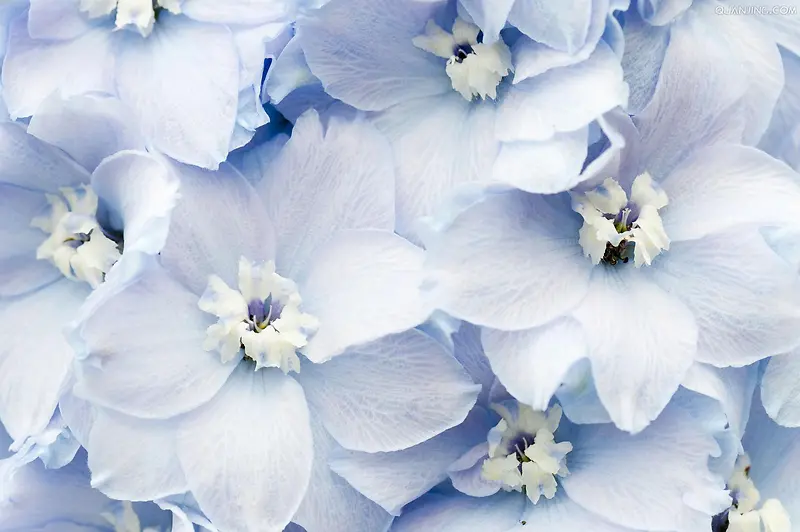 蓝色绽放花朵背景