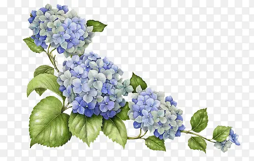 高清蓝色夏季花朵