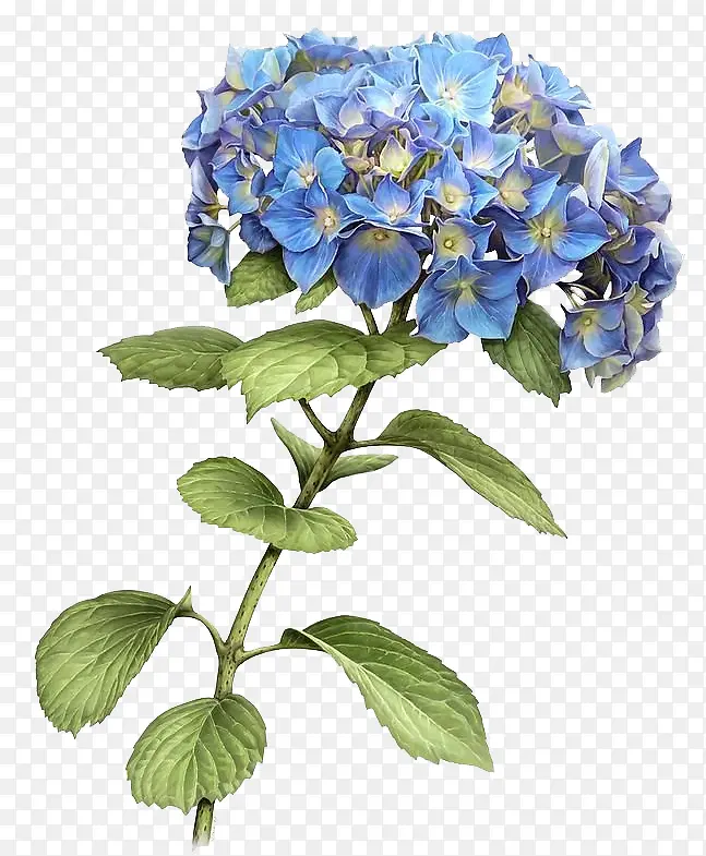 蓝色花朵饱满植物
