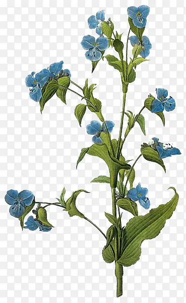 蓝色花朵绿色叶子三瓣花朵