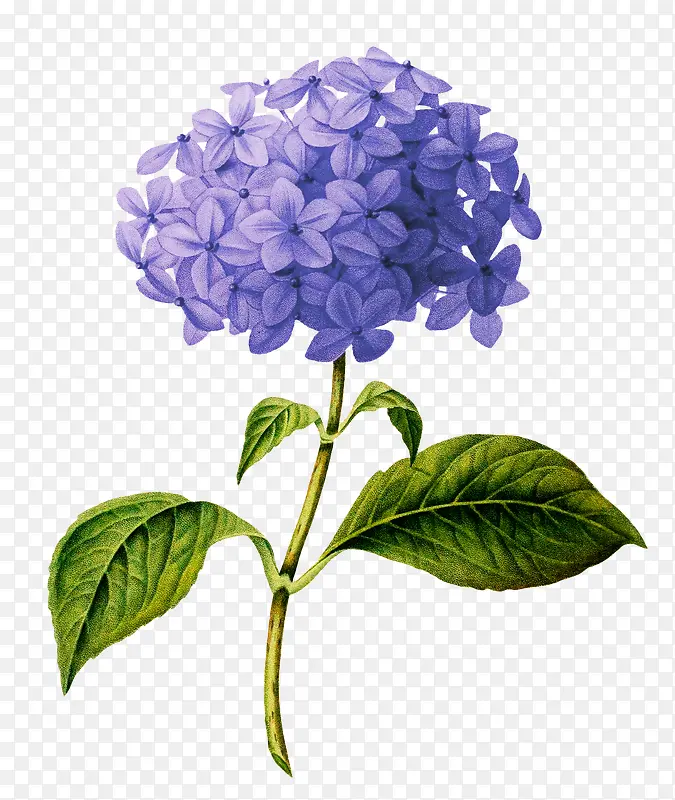 手绘蓝色花朵插图