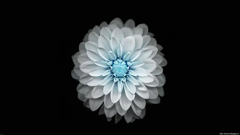 黑背景白蓝色花朵