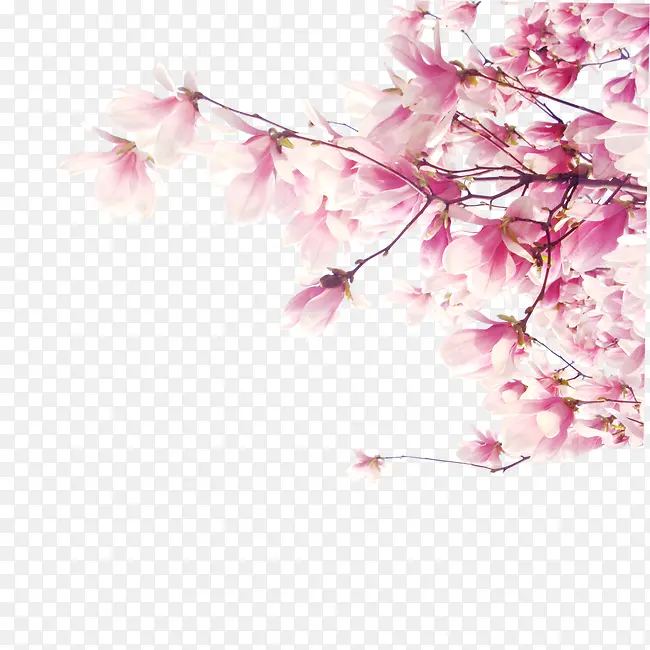 粉色玉兰花装饰