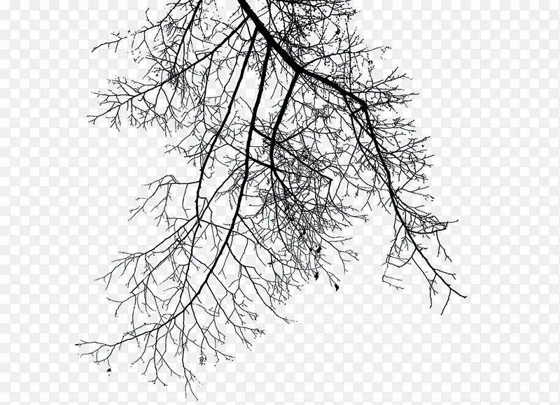 黑色树枝冬日干枯