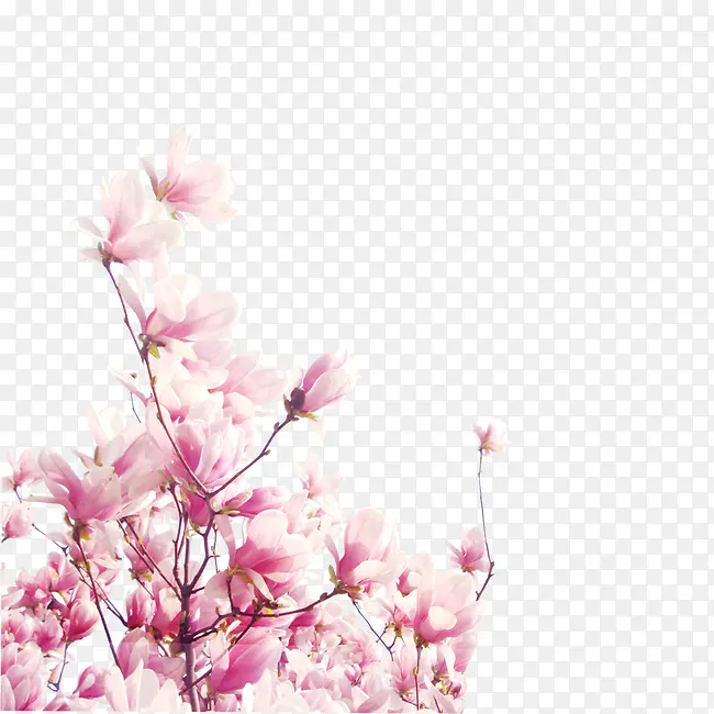 粉色玉兰花装饰