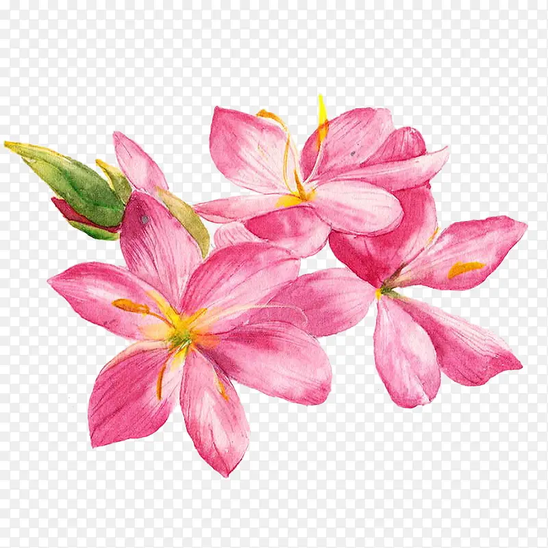 手绘粉色韭兰花