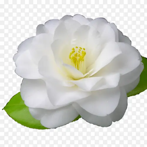 白色高清兰花装饰