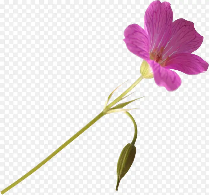兰花紫色兰花装饰
