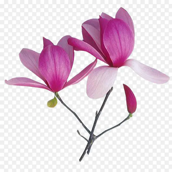 紫玉兰花朵