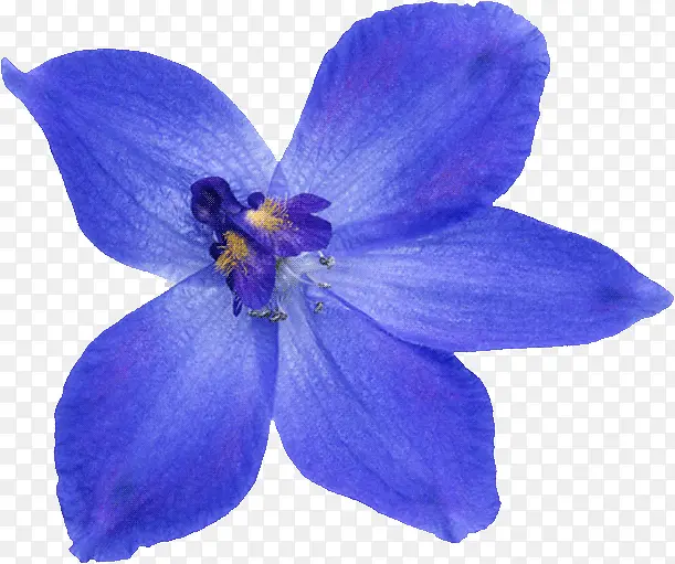 蓝色鲜艳花朵装饰