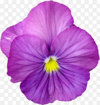 紫色兰花装饰