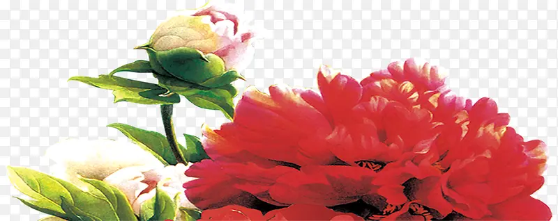 红色植物花朵效果教师节