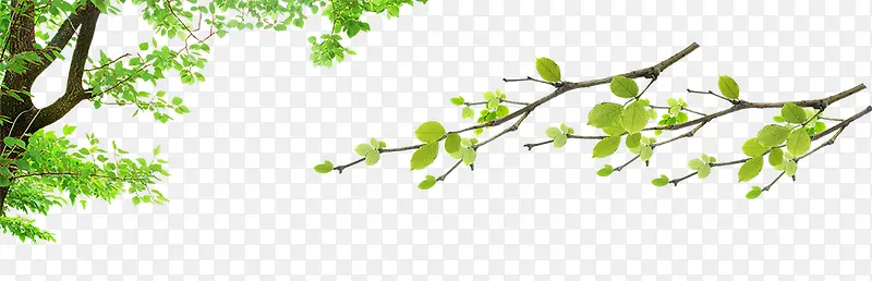 绿色叶子树枝春天装饰