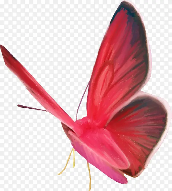 红色手绘蝴蝶