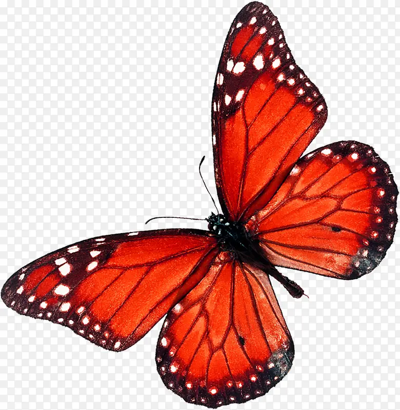 手绘红色蝴蝶欧式图片