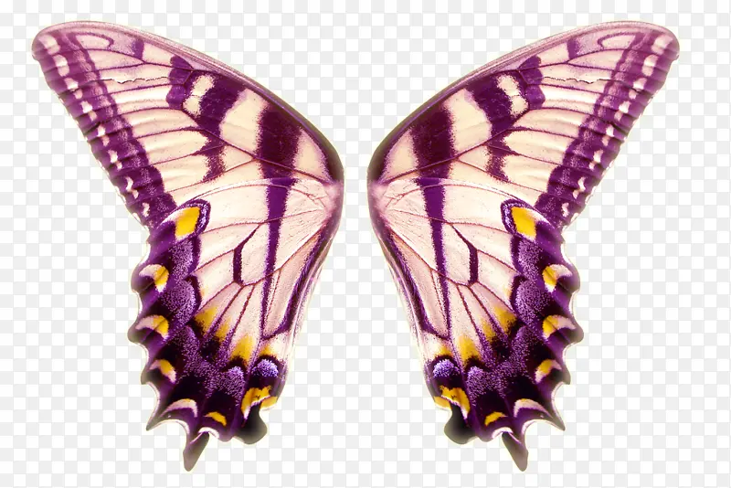 紫色花蝶手绘翅膀