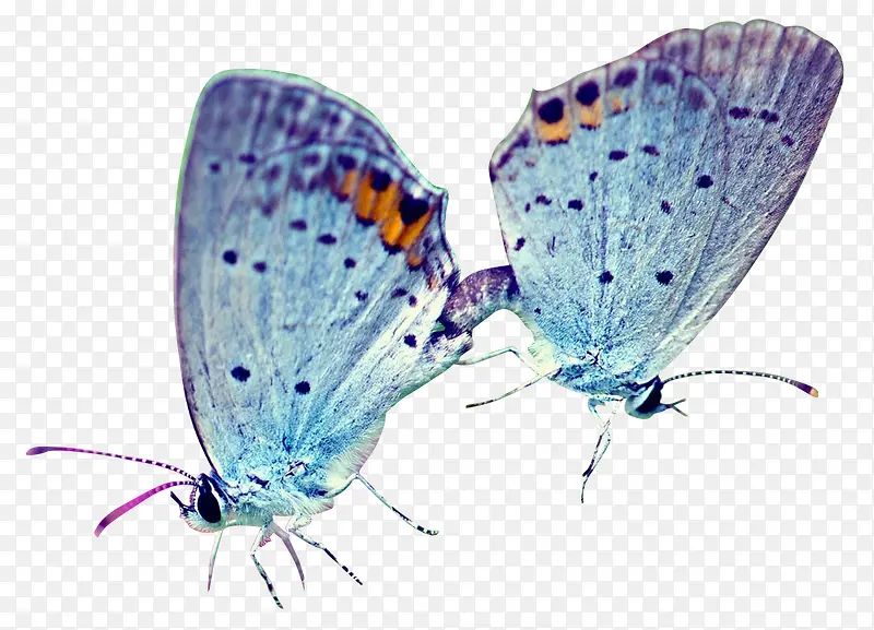蓝色高清手绘蝴蝶