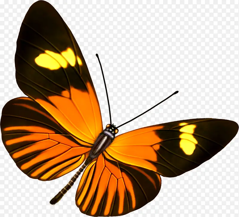 创意手绘合成飞舞的橙色蝴蝶