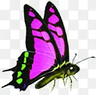 紫色飞舞手绘蝴蝶
