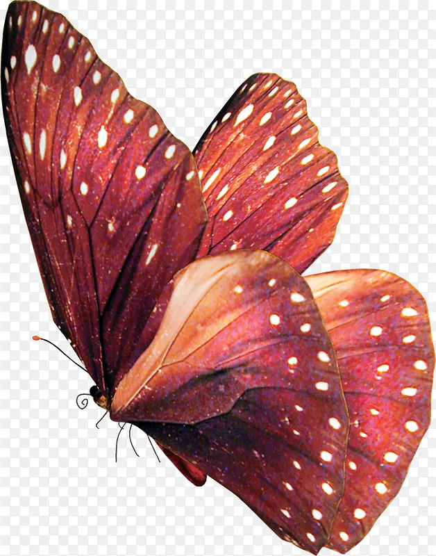 手绘红色复古蝴蝶