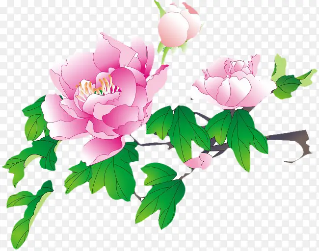 粉色的花朵盛开装饰