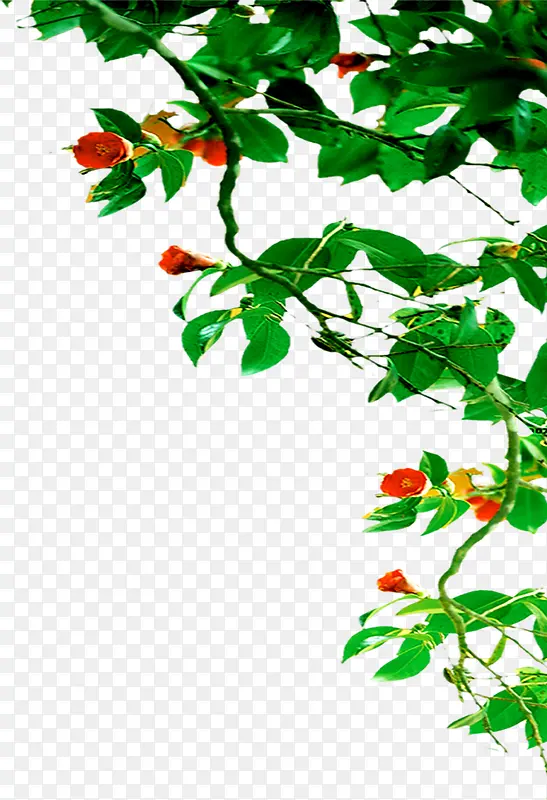 春天清新绿叶植物花朵PNG图片素材下载_图片编号10512086-PNG素材网